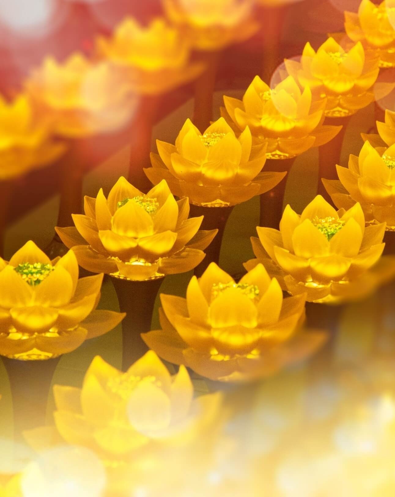 bodhi-meditation-college 1