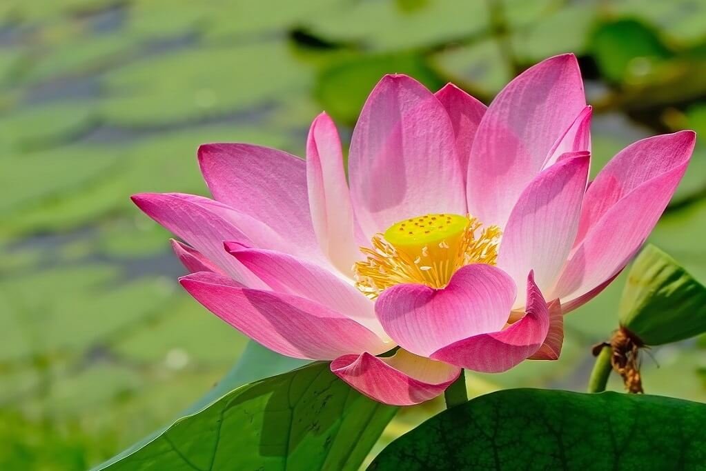 lotus meditation videos 18