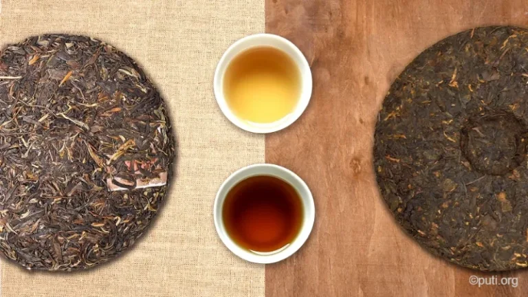 普洱茶生茶與熟茶湯色對比,展示不同發酵程度的茶湯特色